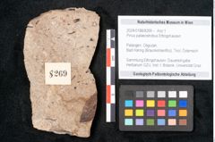 Foto (Objekt + Etikett) von Pinus palaeostrobus Ettingshausen (NHMW-GEO-2024-0188-8269)